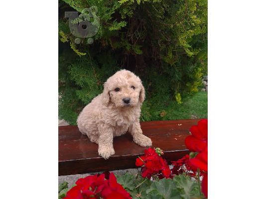 PoulaTo: Κουτάβια Labradoodle